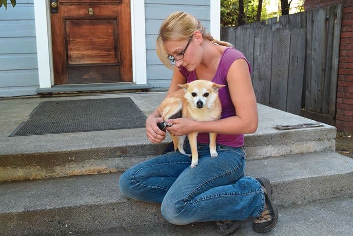 dog nail clipping training