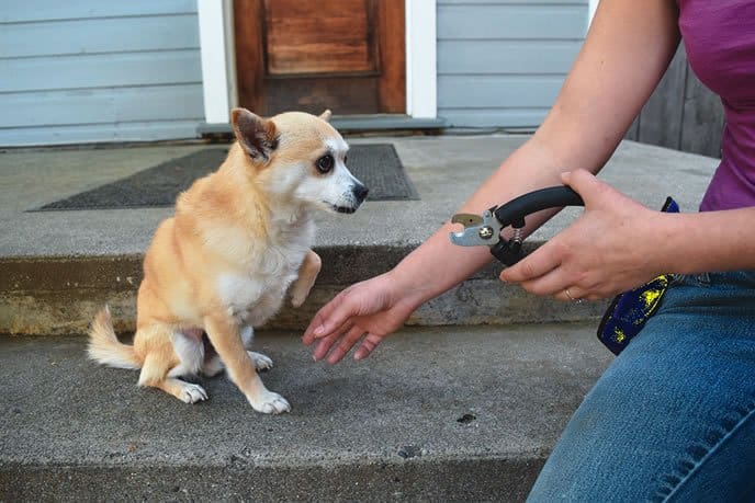 dog nail clipping training