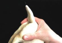 dog being held upside down
