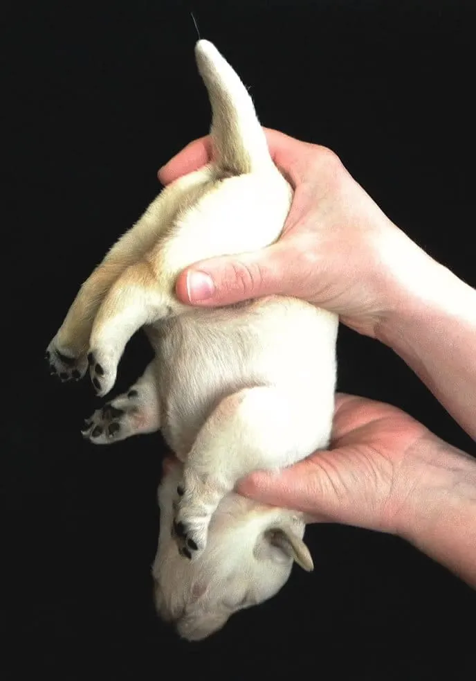 p19lmhokm017rc1314u5asl5qhv6 dog being held upside down
