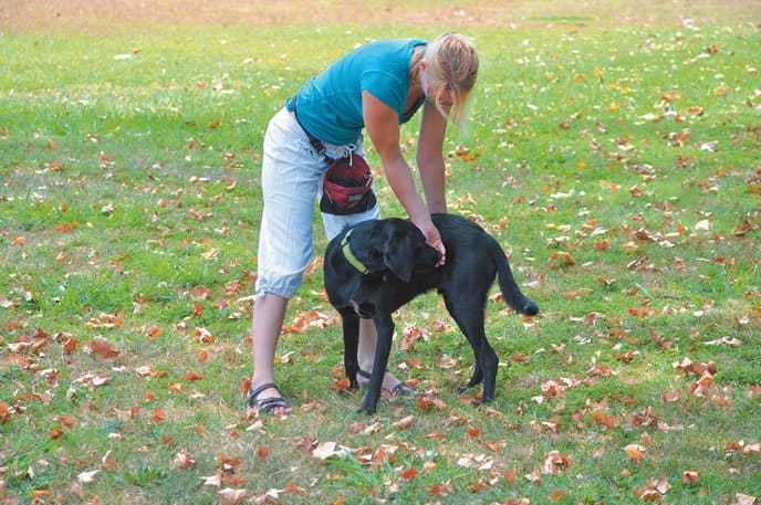 warm up exercises for dogs