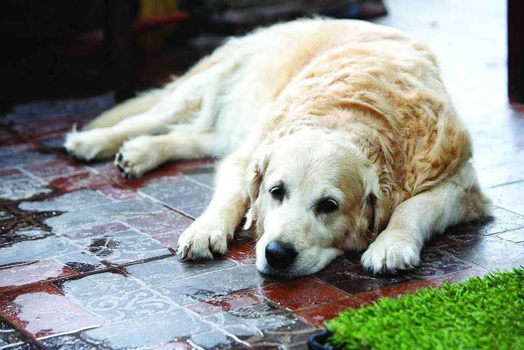 old retriever on floor