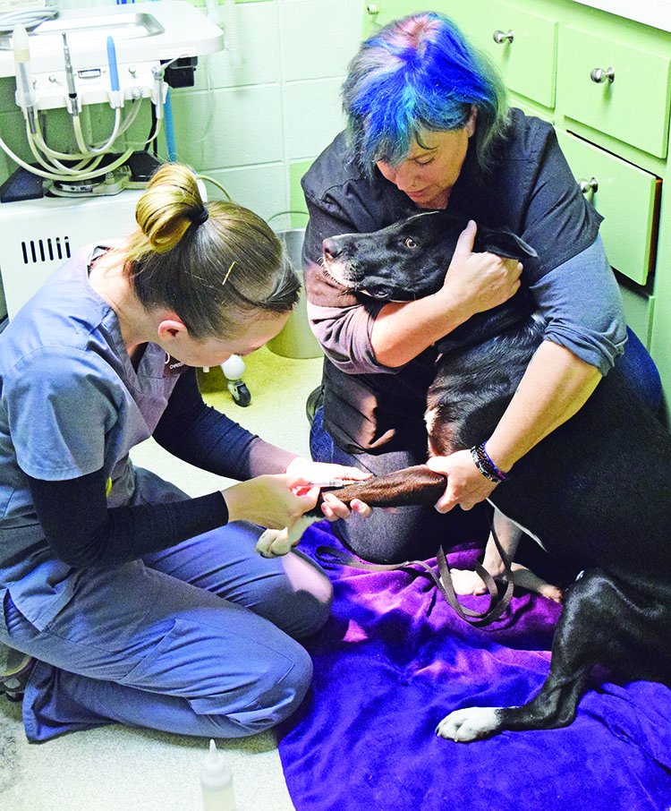 vet technicians draw dog's blood