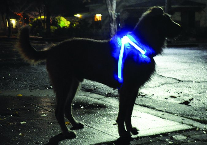 Lighthound night dog collar