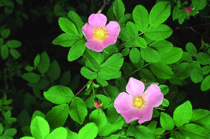 wild rose bush