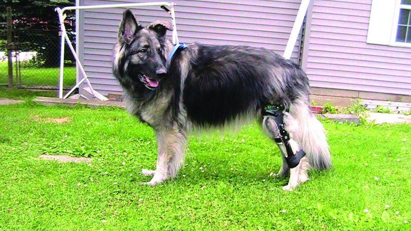 a shiloh shepherd with torn acl