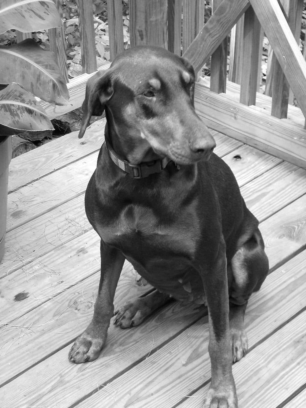 Katrina Rescued Doberman