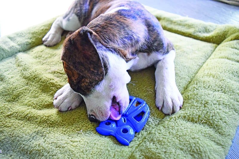 Safe Choices for Chewing in a Crate - Whole Dog Journal