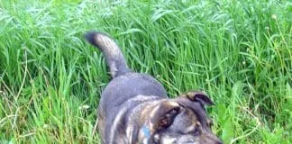 diabetes in dogs