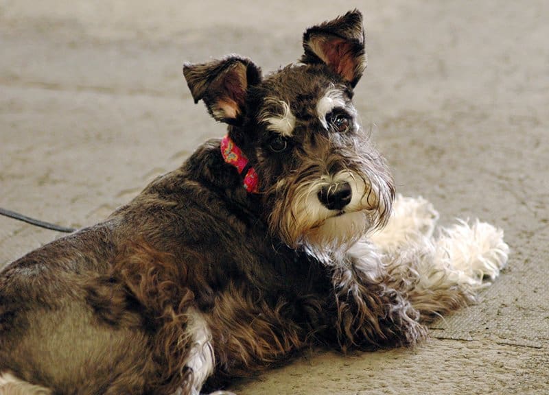 mini schnauzerCanine PancreatitisCanine Pancreatitis