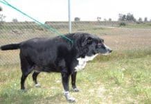 Overweight dogs who have high fat diets are at greater risk of developing canine pancreatitis.