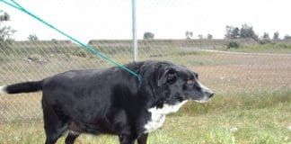 Overweight dogs who have high fat diets are at greater risk of developing canine pancreatitis.