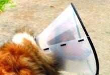 dog cone alternatives