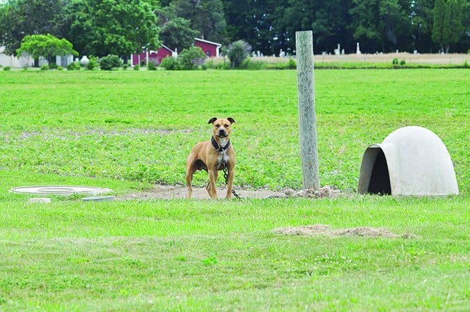 dog with poor quality of life