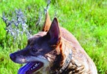 There are a range of methods to stop a dog eating poop.