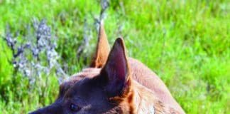 There are a range of methods to stop a dog eating poop.