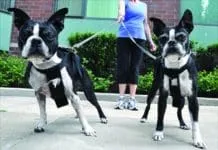 Adopting two puppies at once can lead to many issues