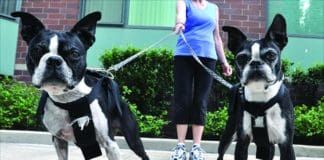 Adopting two puppies at once can lead to many issues