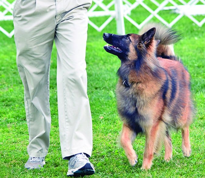 dog obedience competition