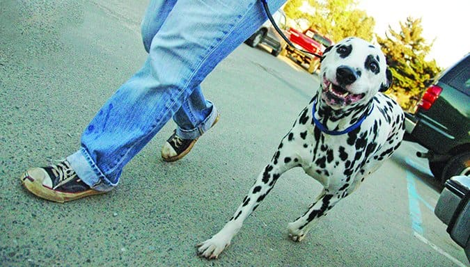 walking Dalmatian