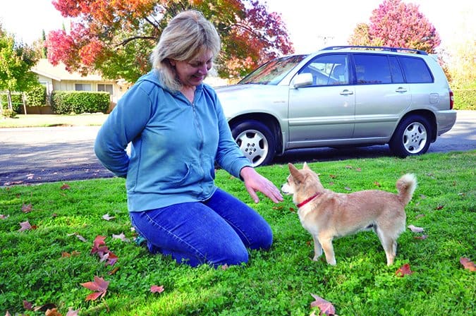 greeting a dog