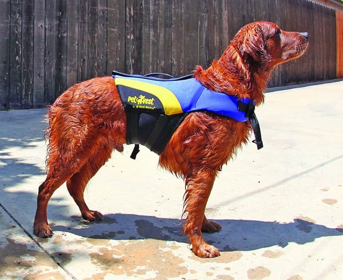 dog in lifejacket