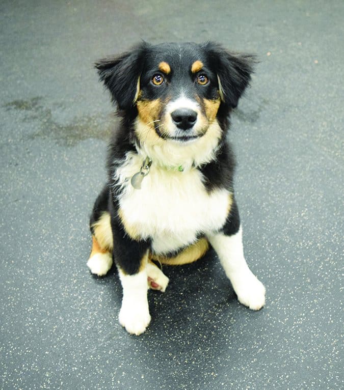 puppy sitting nicely