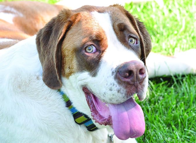 dog with tongue out