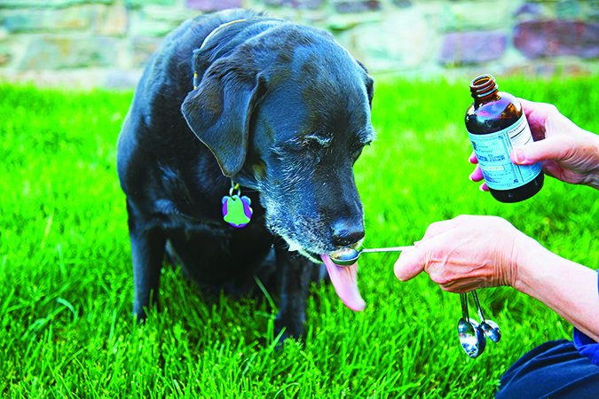 dog eating cod liver oil