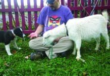 Socializing a puppy is important for their future behavior.