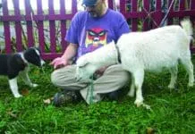 Socializing a puppy is important for their future behavior.