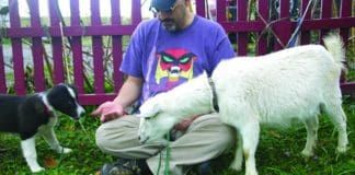 Socializing a puppy is important for their future behavior.