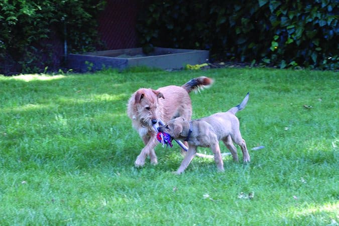 An adult dog and a puppy both hold parts of the same soft toy in their mouths 