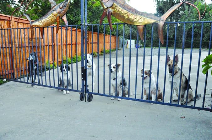 How to Manage Multiple Barkers in the House Whole Dog Journal