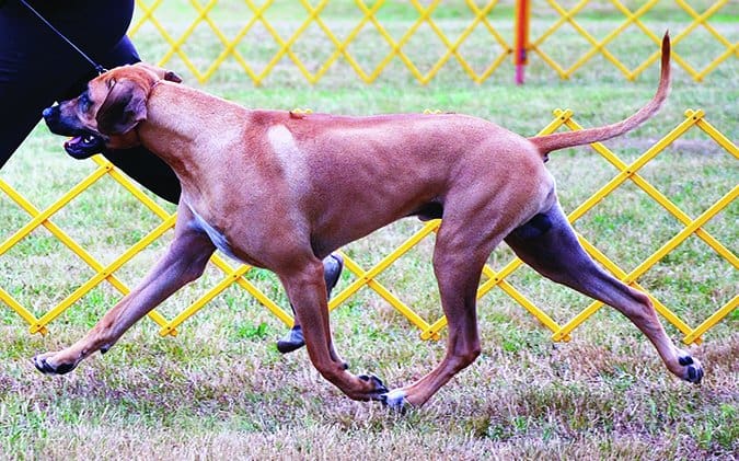 Rhodesian Ridgeback trotting