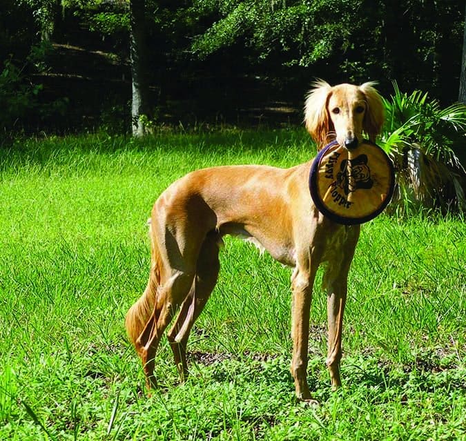 Saluki at healthy weight