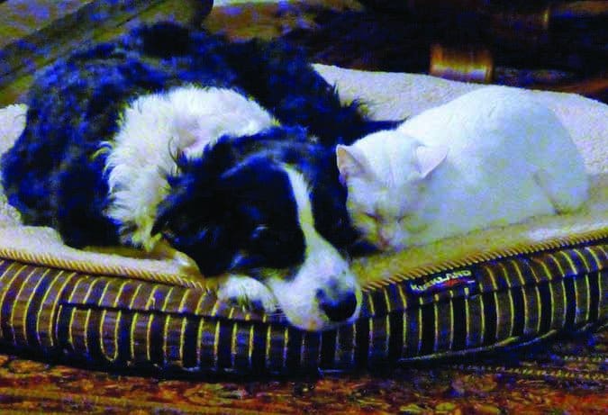 dog and cat sleeping together