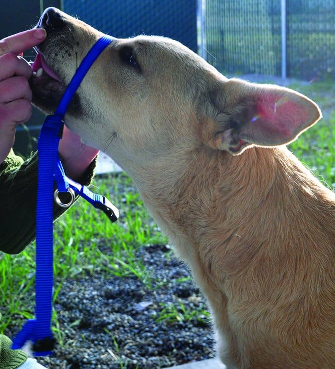 dog head halter training