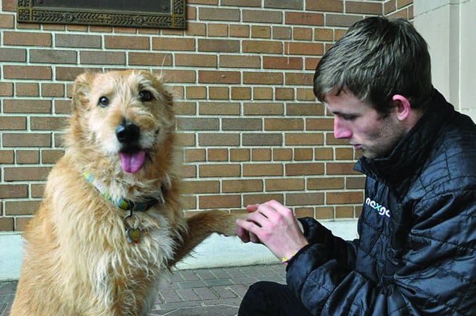 dog likes paws touched