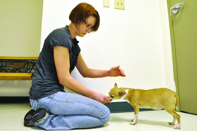 How to Properly Examine Your Dog - Whole Dog Journal