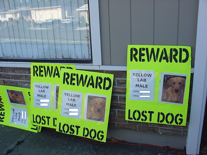 lost dog signs