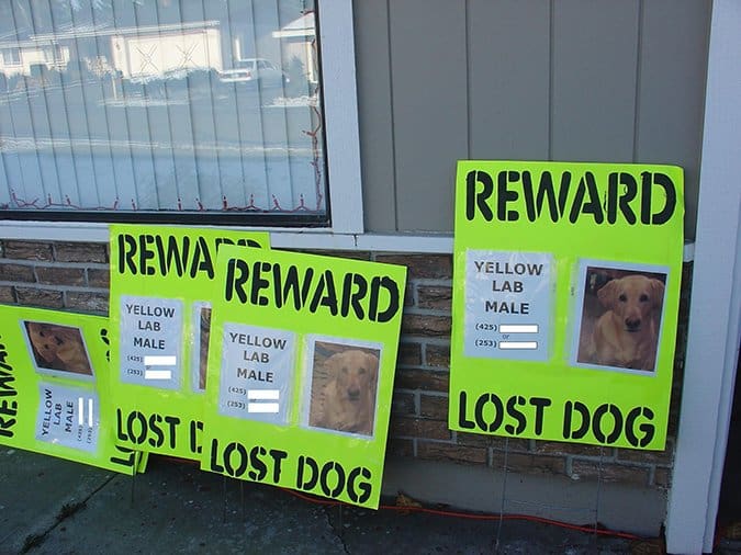 lost dog signs