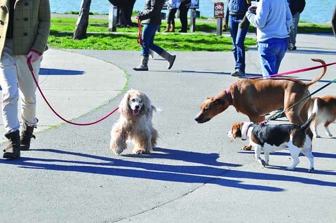 walking dog in crowds