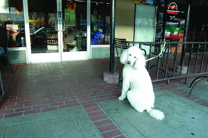 poodle waiting outside cafe