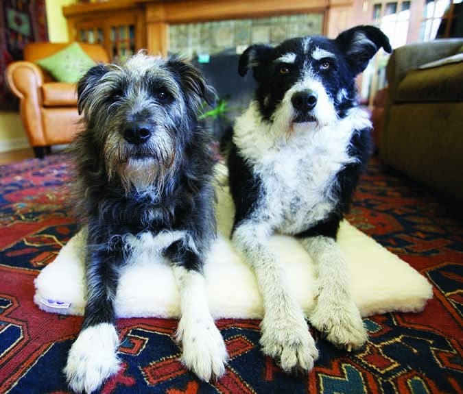 two dogs on Purple Pebble Cuddle Mat