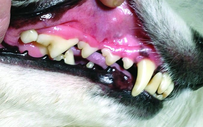 recovered canine periodontal disease