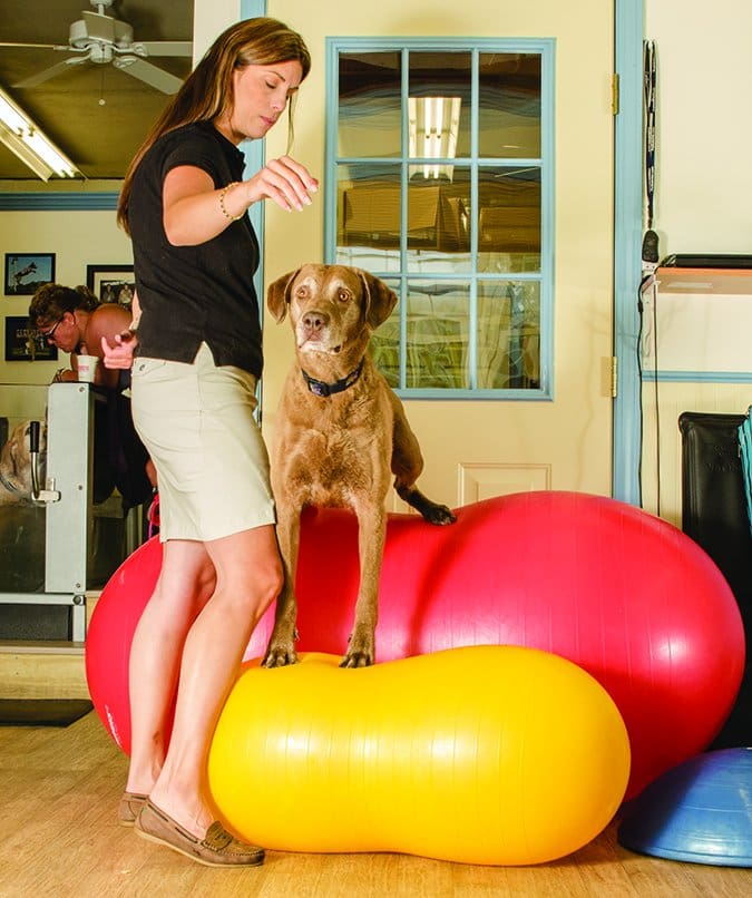 physical therapy for dogs