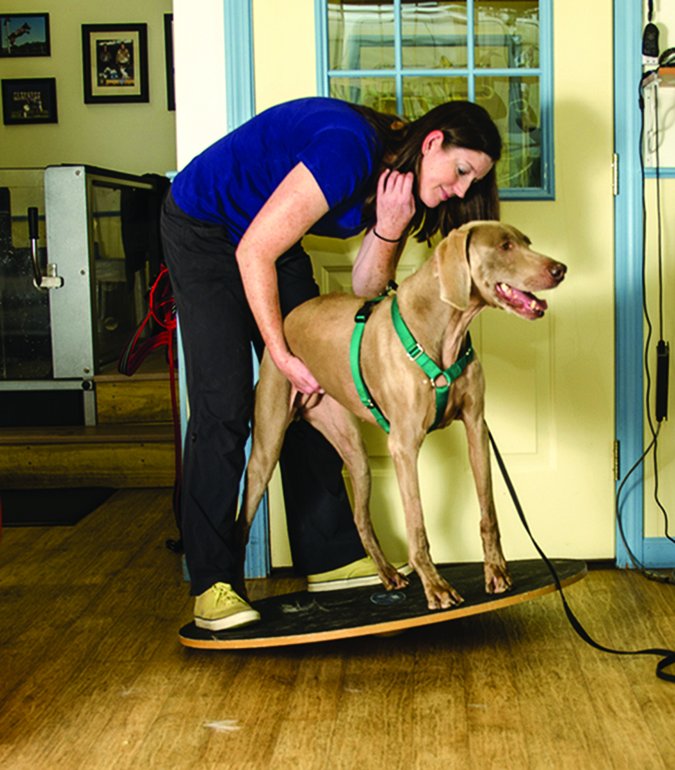 physical therapy for dogs