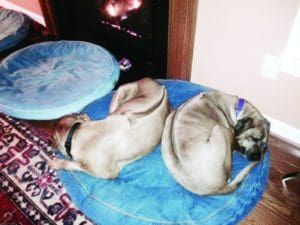 Adopting a senior dog can be challenging, but it can also be rewarding.