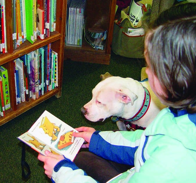 therapy pit bull